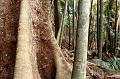 Rainforest, Mount Tambourine, Queensland III